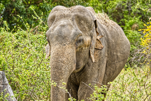 Elephant in the wild forest in Sri Lanka