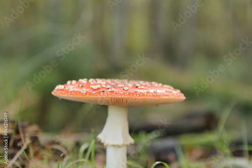 front view at a mature fly agaric mushroom with a straight red cap with white dots and a white stem closeup 
