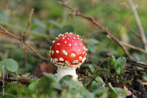 a beautiful little fly agaric mushroom with a round red cap with white dots closeup between green leaves and brown branches in a forest in autumn
