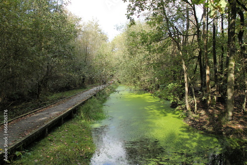 a platform over a pool with duckweed in an alder brook woodland with birch and trees in autumn