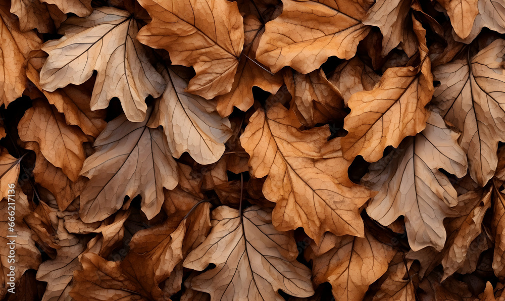 Autumn Season, maple leaf background on autumn or spring season, red and orange maple leaf falling down on the ground in an autumn season, Single maple leaf, Isolated autumn background Autumn Season, maple leaf background on autumn or spring season, red and orange maple leaf falling down on the ground in an autumn season, Single maple leaf, Isolated autumn background