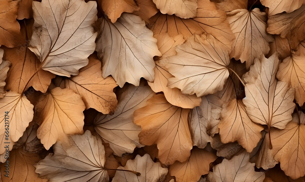 Fototapeta premium Autumn Season, maple leaf background on autumn or spring season, red and orange maple leaf falling down on the ground in an autumn season, Single maple leaf, Isolated autumn background