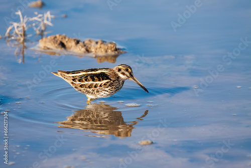 Migratory jack snipe (Lymnocryptes minimus) stopping at an artesian spring in Betpak Dala desert photo