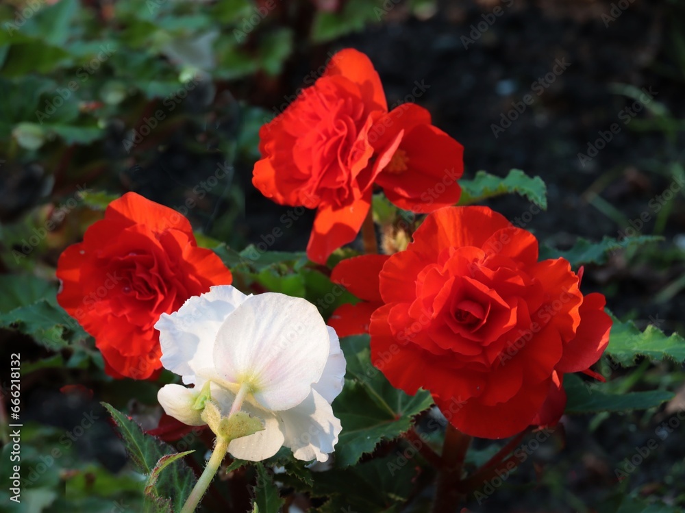 red and colorful flowers of begonia plant close up red and colorful flowers of begonia plant close up