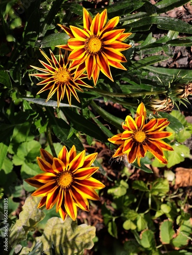 pretty yellow and orange colorful flowers of gazania plant in the garden