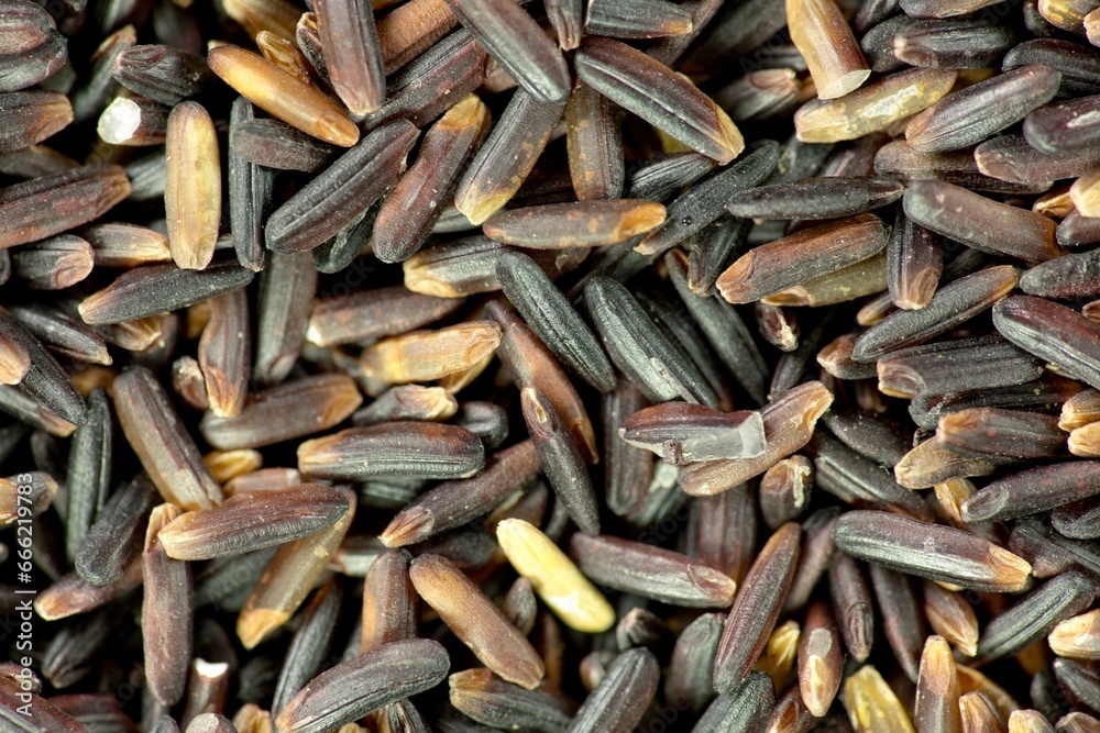 4K Image: Extreme Close-Up of Exquisite Wild Black Rice Grains