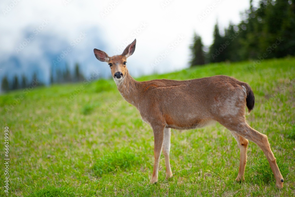 4K Image: Majestic Deer in Olympic National Park, Pacific Northwest, Washington, USA 4K Image: Majestic Deer in Olympic National Park, Pacific Northwest, Washington, USA