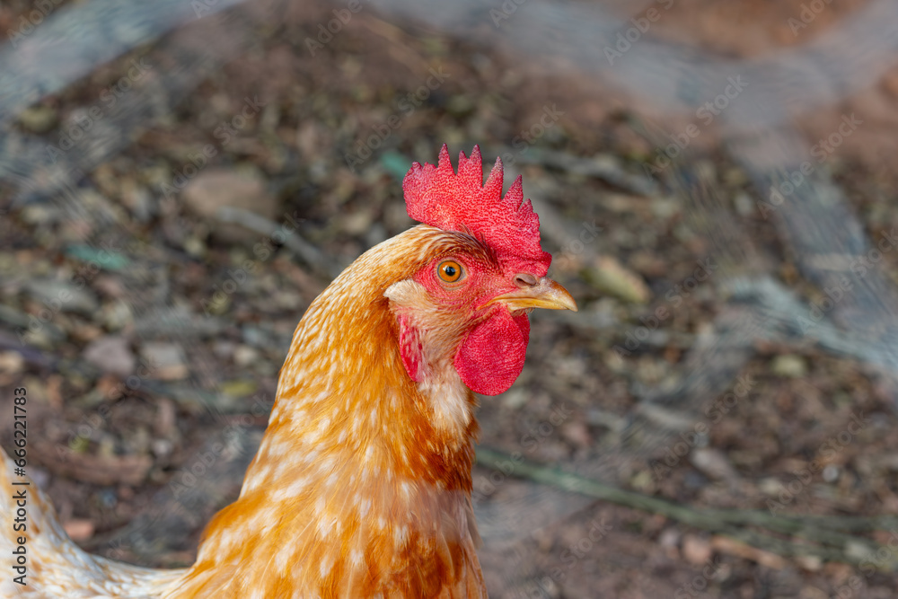 Photograph of rooster behind an unfocused fence.