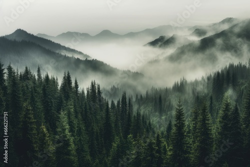 Foggy mountain landscape with green forest and white mist between cone trees