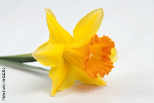 isolated daffodil on white. Generative AI