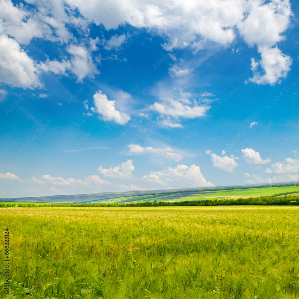 Green wheat field and blue sky.