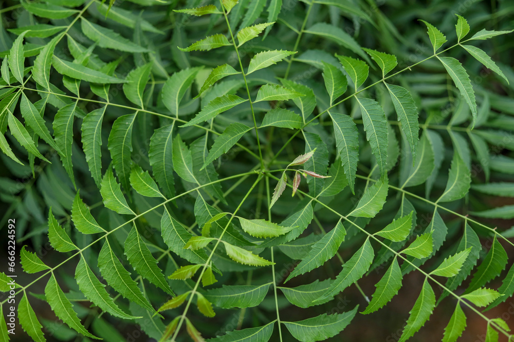 Neem tree leaves close up  Natural Medicine - Azadirachta indica - obrazy, fototapety, plakaty 