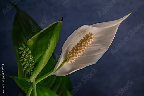 few spathiphyllum flowers white and green in the garden photo