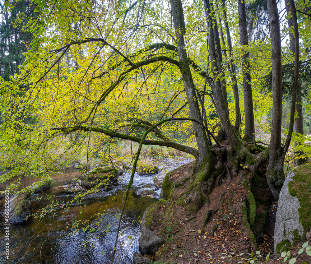 Waldviertler Herbstwald am Kamp Waldviertler Herbstwald am Kamp
