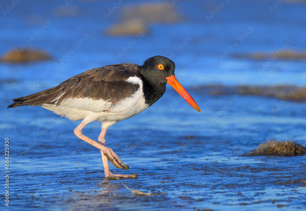 American oystercatcher (Haematopus palliatus) walking on the beach at early morning, among piles of spaghetti bryozoan (Amathia verticillata) washed up by ocean, Galveston, Texas, USA. American oystercatcher (Haematopus palliatus) walking on the beach at early morning, among piles of spaghetti bryozoan (Amathia verticillata) washed up by ocean, Galveston, Texas, USA.
