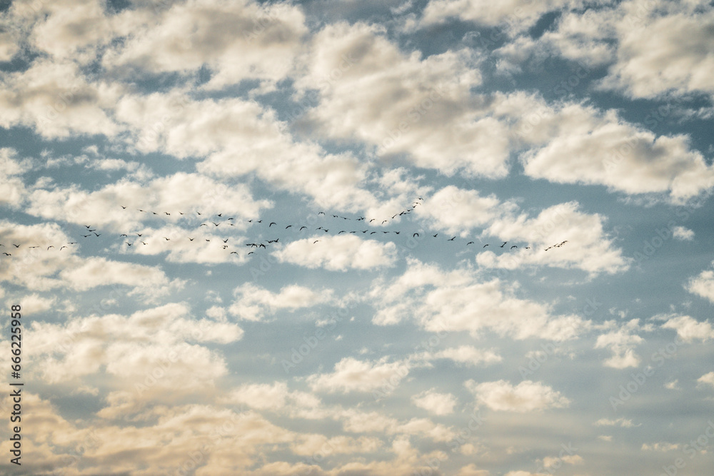 Birds in flight against puffy cloud sky