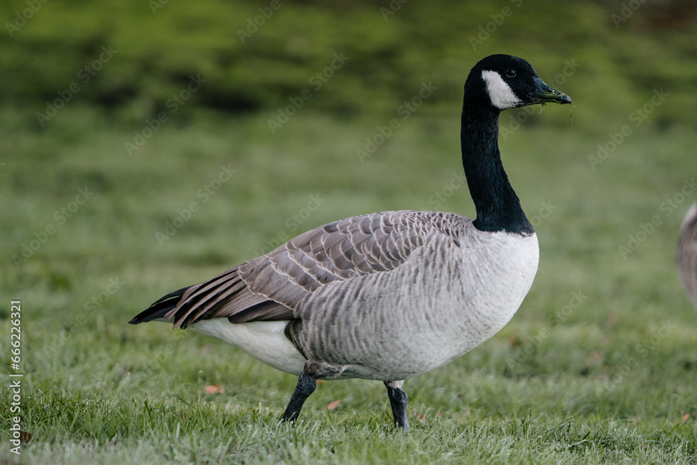 Canada goose (geese) in Pacific Northwest Canada goose (geese) in Pacific Northwest