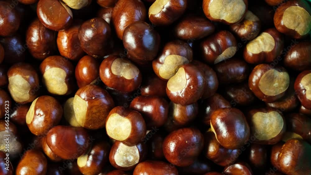 Horse Chestnut fruits or Conkers, close-up. Brown chestnut seeds for Conkers game. Horse Chestnut fruits or Conkers, close-up. Brown chestnut seeds for Conkers game.