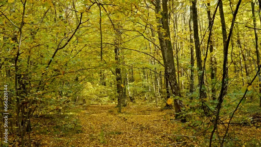 autumn in the forest, slow motion autumn in the forest, slow motion