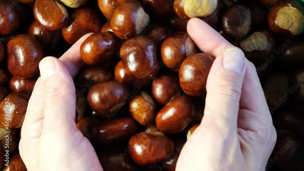 Conkers or Horse Chestnut fruits. Man hands and Brown chestnut seeds, close-up. Selective focus. Conkers or Horse Chestnut fruits. Man hands and Brown chestnut seeds, close-up. Selective focus.