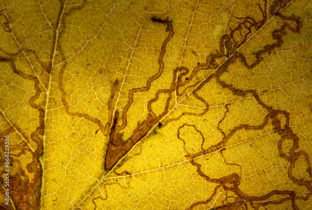 A close-up of a leaf infested with Liriomyza trifolii