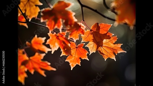 maple leaves gold tranquility grace landscape zen harmony rest calmness unity harmony photography