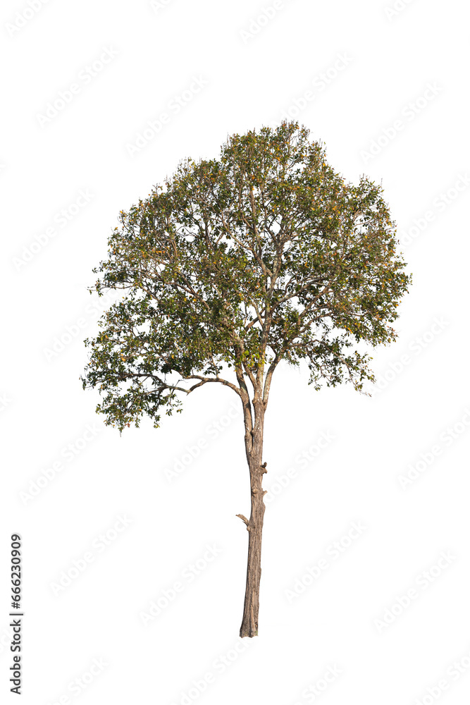 Dipterocarp tree isolated (dicut) on white background