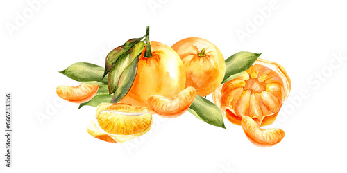 Fototapeta Naklejka Na Ścianę i Meble -  WAtercolor orange tangerines composition. Citrus fruits with green leaves, slices of tangerine, isolated food illustration for menu, juice, cafe, coctail,invitation design
