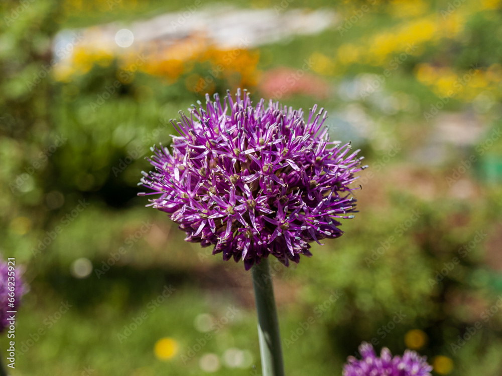 Obraz premium Blooming flowers of an ornamental onion plant on a bright warm sunny day