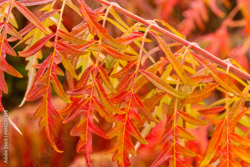 Εκτύπωση καμβά Bright orange leaves on the branches of the Rhus typhina sumac tree
