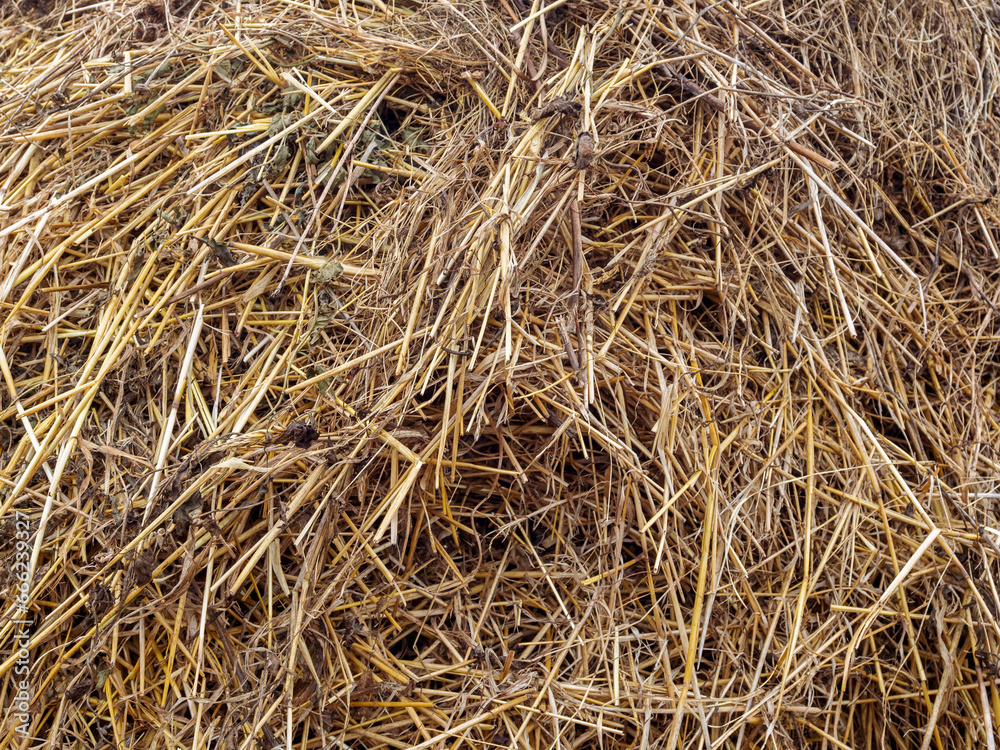 Dry straw collected in bales, harvesting hay and straw for the winter