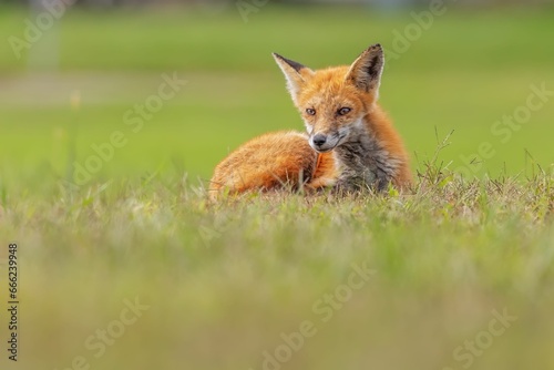 Red fox resting in the green grass outdoors