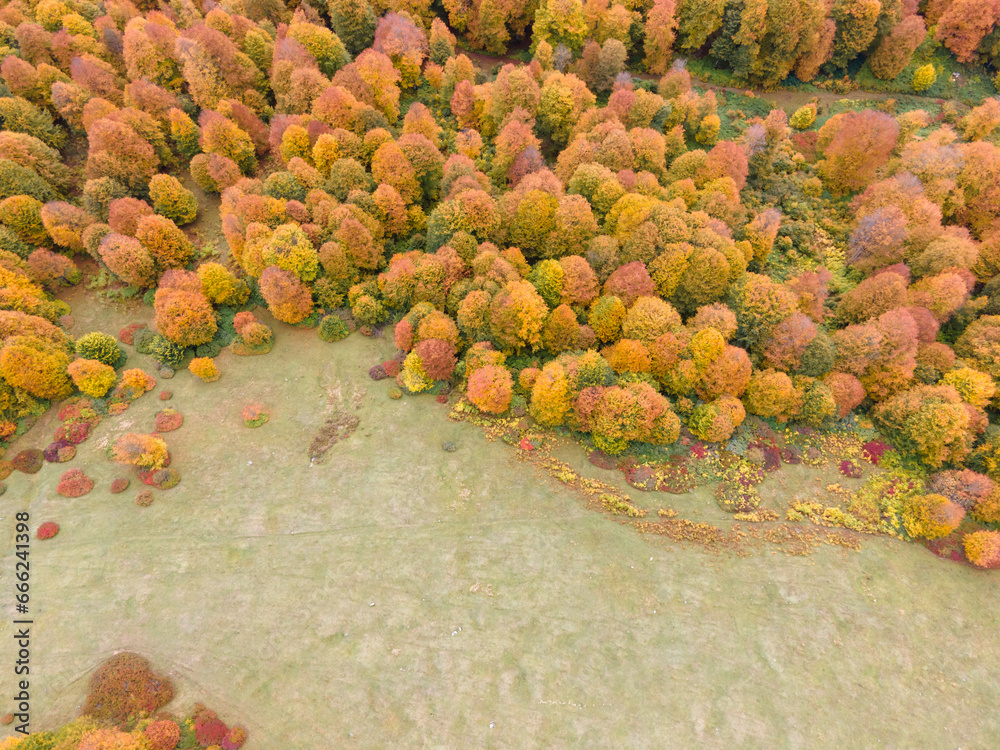 Aerial view of colourful autumnal trees in the forest, 