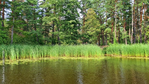 Quiet backwater on the river with green shoots of reeds along the shore