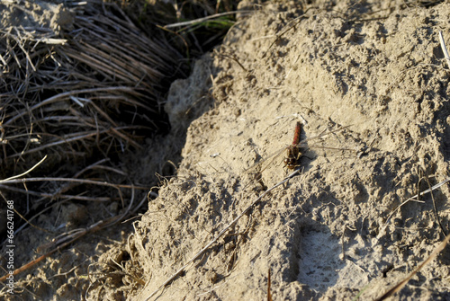 Wallpaper Mural bug on the sand Torontodigital.ca