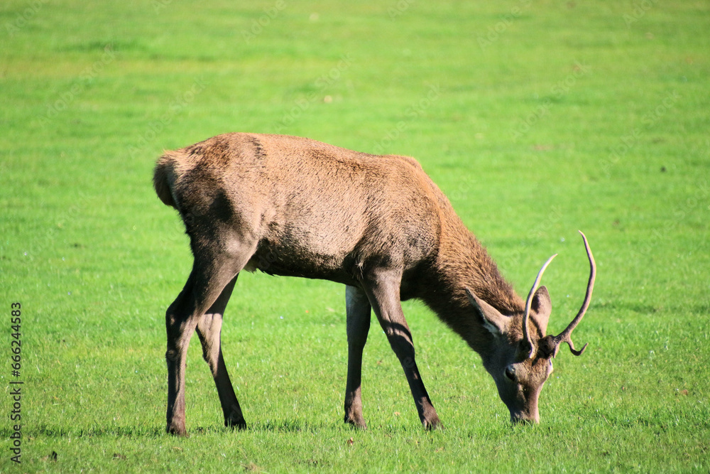 A view of a Red Deer in the Cheshire Countryside on a sunny day