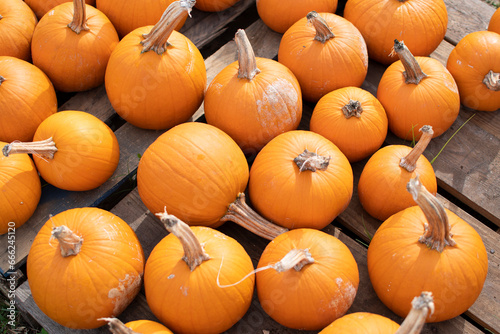 Jack-o-lantern pumpkins at the pumpkin patch. Choosing pumpkin for Halloween