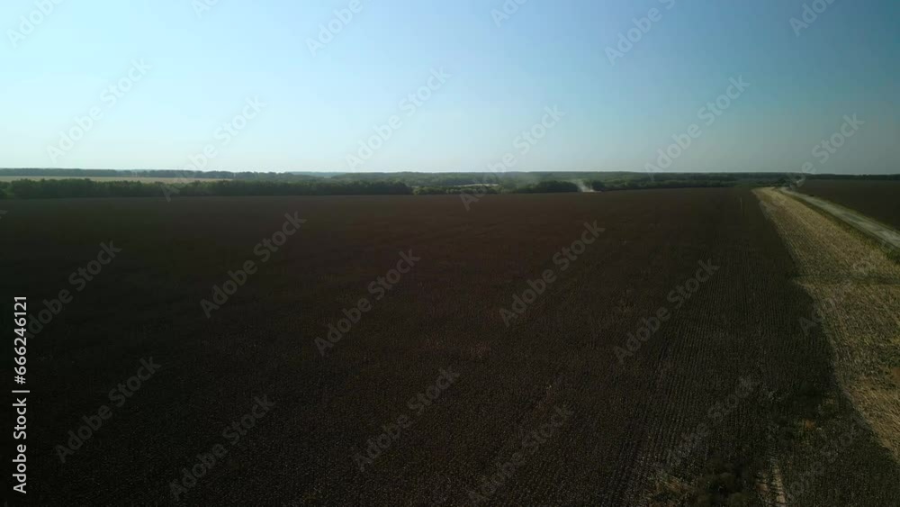 Sunflower field aerial view in Ukraine Sunflower field aerial view in Ukraine