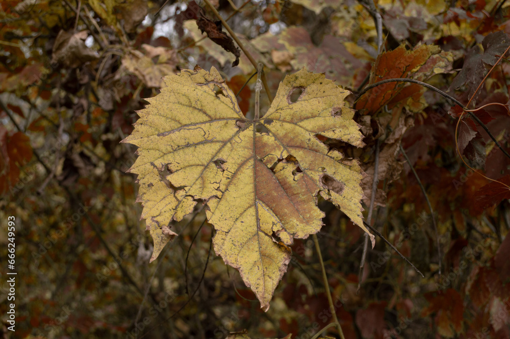 red maple leaves