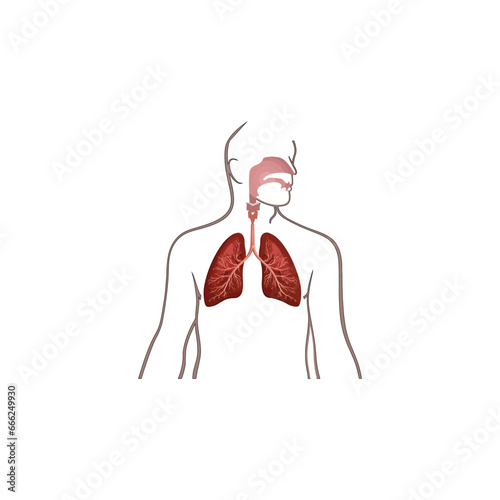 lungs vector type icon