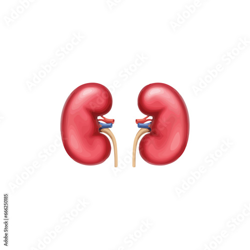kidney vector type icon