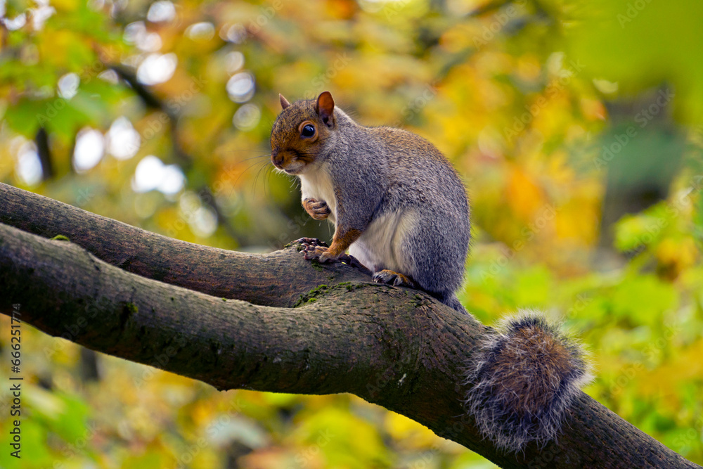 squirrel on a tree squirrel on a tree