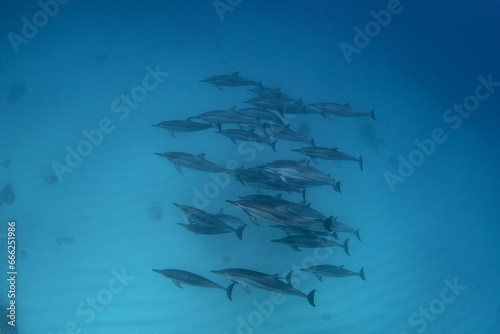 Spinner dolphins are swimming in the group. Dolphins near the bottom. Exotic vacation on Mauritius island. Marine life. 