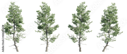 Fototapeta Naklejka Na Ścianę i Meble -  Set of trident maple or acer buergerianum trees, 3D rendering with transparent background