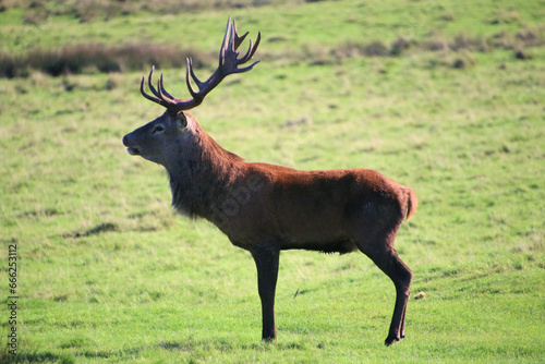 A view of a Red Deer in the Cheshire Countryside on a sunny day