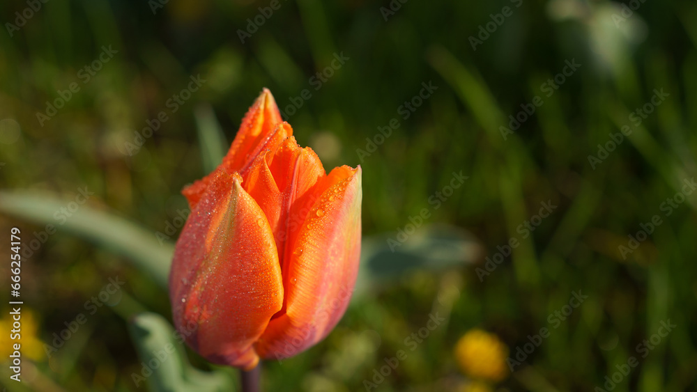 Blooming tulips on green grass Blooming tulips on green grass