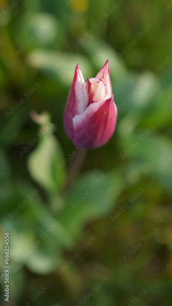 blooming tulips on green grass