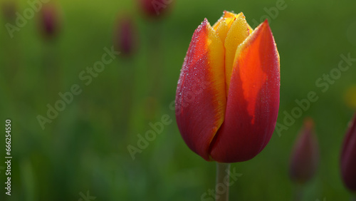 blooming tulips on green grass