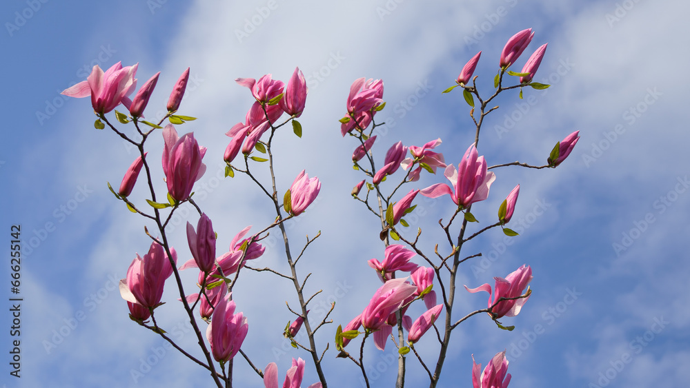 pink magnolia flower against sky