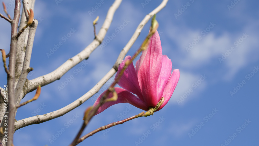 pink magnolia flower against sky pink magnolia flower against sky